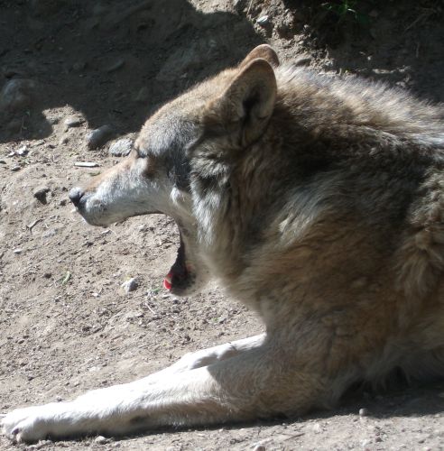 Wolf (Alpenzoo Innsbruck)