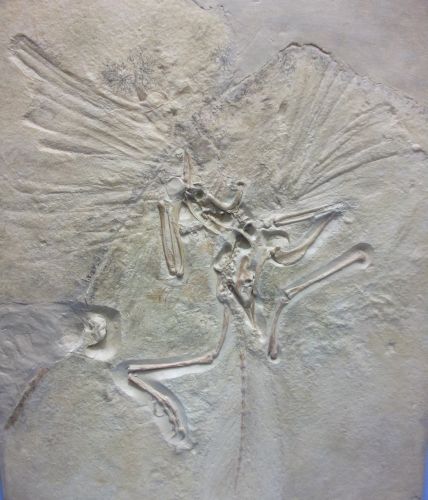 Archaeopteryx (Paläontologie München)