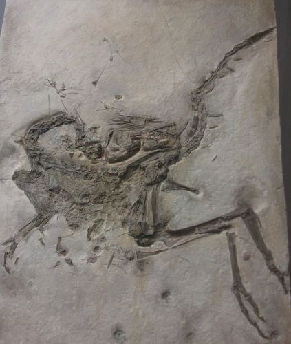 Compsognathus (Paläontologie München)