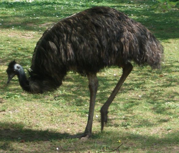 Emu (Tiergarten Nürnberg)