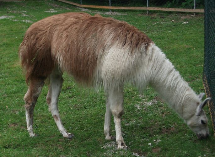 Lama (Vogelpark Irgenöd)