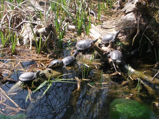 Europäische Sumpfschildkröten (Tierpark Hellabrunn)