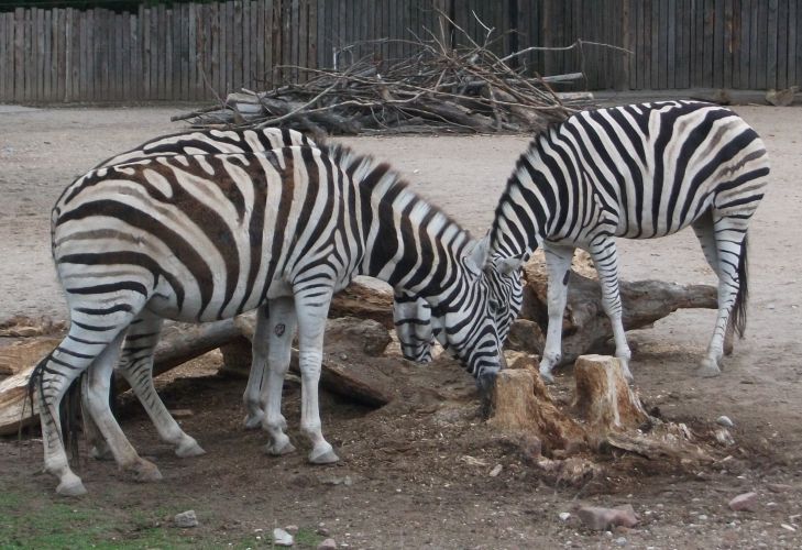 Burchell-Zebra (Zoo Heidelberg)