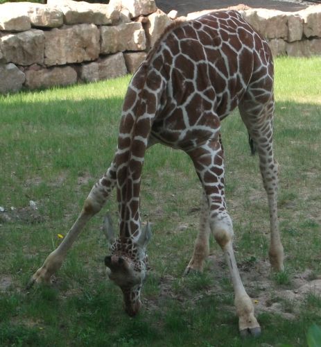 Giraffe (Tiergarten Nürnberg)
