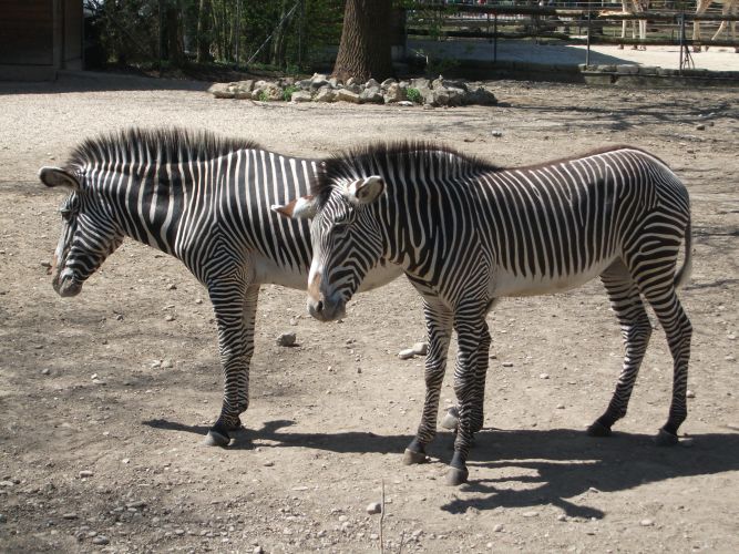 Grevy-Zebra (Zoo Augsburg)