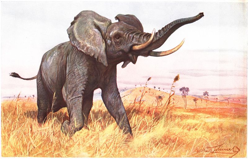 Afrikanischer Elefant (Friedrich Wilhelm Kuhnert)