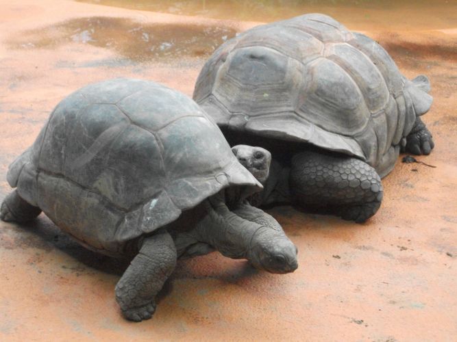 Aldabra-Schildkröte (Tierpark Hellabrunn)