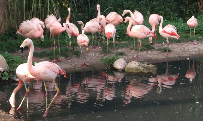 Chile-Flamingos (Tiergarten Bernburg)