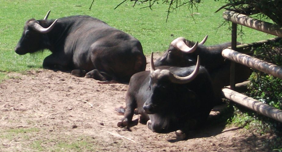 Afrikanischer Büffel (Tiergarten Nürnberg)