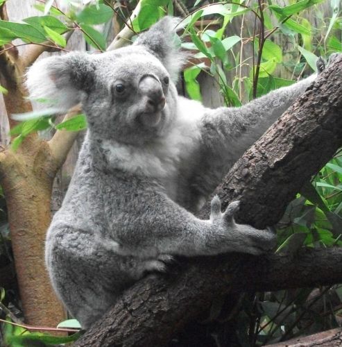 Koala (Zoo Duisburg)