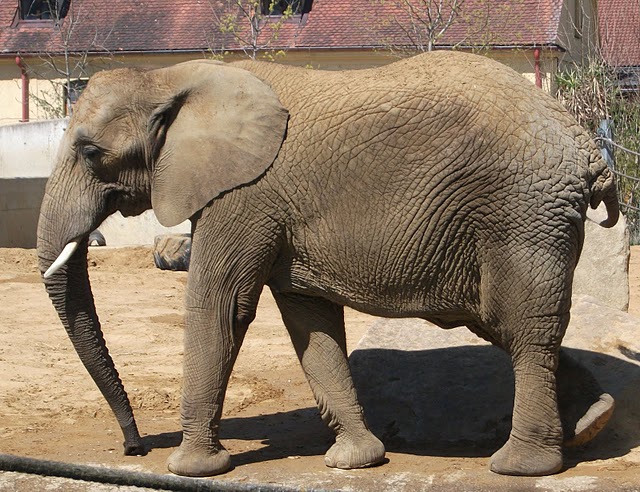 Afrikanischer Elefant (Zoo Augsburg)