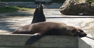 Südafrikanischer Seebär (Zoo Augsburg)