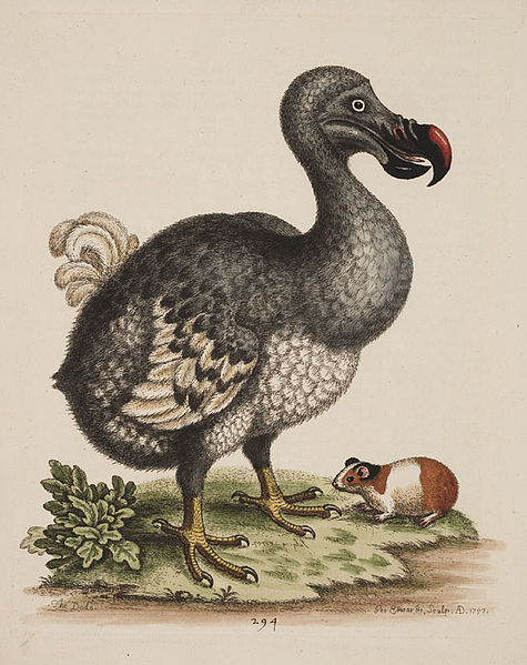 Dodo und Meerschweinchen (George Edwards)