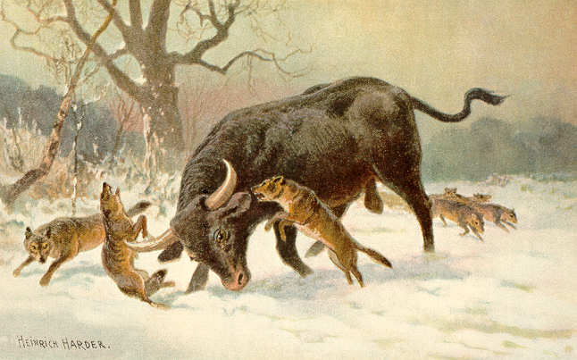 Wölfe jagen Auerochsen (Heinrich Harder)