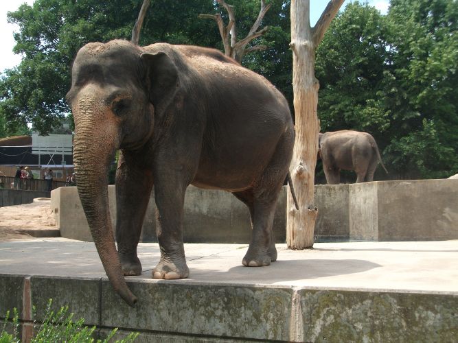 Asiatischer Elefant (Wilhelma Stuttgart)