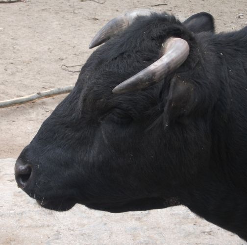 Dahomey Zwergrind Tierpark Hellabrunn Der Beutelwolf Blog Dahomey Zwergrind Tierpark Hellabrunn Der Beutelwolf Blog