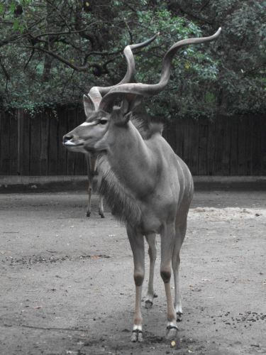 Großer Kudu, männlich (Zoo Duisburg)