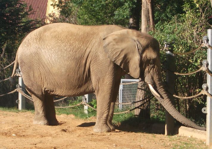 Afrikanischer Elefant (Zoo Augsburg)