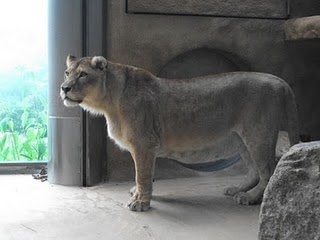 Löwe (Tierpark Hellabrunn)
