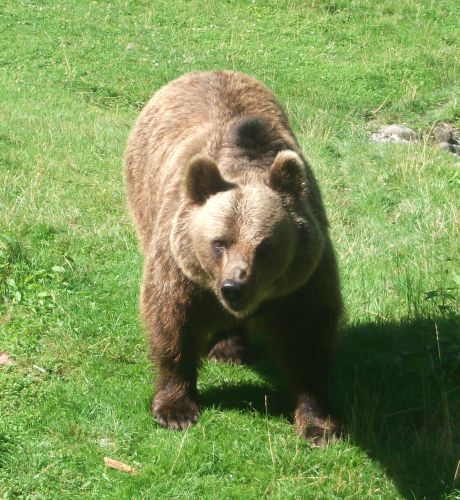 Europäischer Braunbär (Tierpark Hellabrunn)