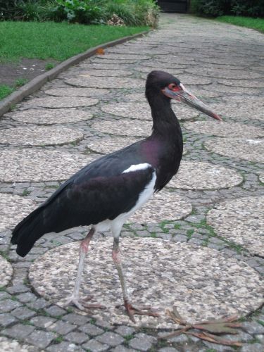 Abdimstorch (Weltvogelpark Walsrode)