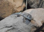 Blauer Stachelleguan (Wilhelma Stuttgart