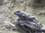 Stacheliger Riesenchuckwalla (Tiergarten Straubing)