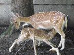 Europäischer Damhirsch (Tierpark Hellabrunn)