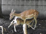 Europäischer Damhirsch (Tierpark Hellabrunn)