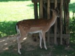 Europäischer Damhirsch (Wildpark Ortenburg)
