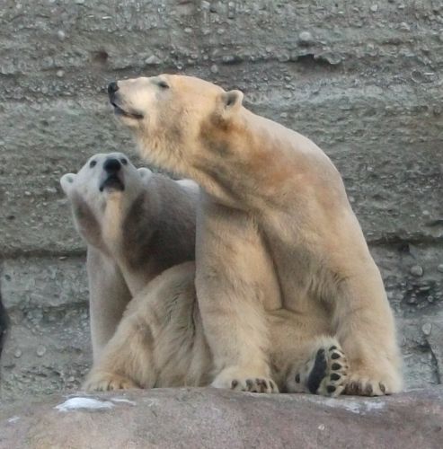 Eisbär (Tierpark Hellabrunn)