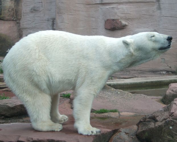Eisbär (Tiergarten Nürnberg)
