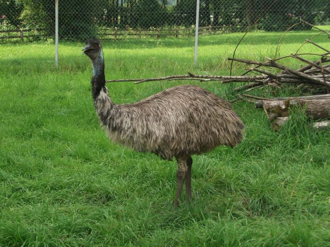 Emu (Raritätenzoo Ebbs)