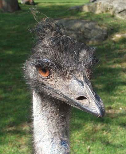 Emu (Tiergarten Straubing)