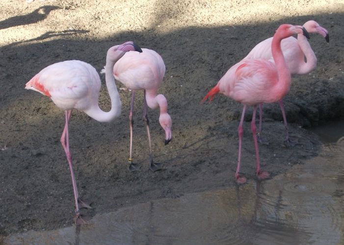 Flamingos (Tierpark Hellabrunn)