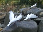 Fränkische Bagdette (Zoologischer Garten Hof)