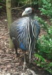 Geierperlhuhn (Zoo Wels)
