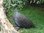 Geierperlhuhn (Wilhelma Stuttgart)