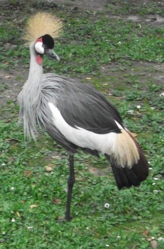 Grauhalskronenkranich (Weltvogelpark Walsrode)