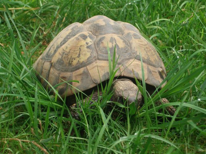 Griechische Landschildkröte (Tiergarten Wels)