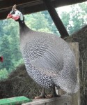 Hausperlhuhn (Tierpark Haag)
