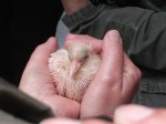 Haustaube, Jungtier (Tierpark Hellabrunn)