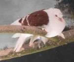 Haustaube (Wildpark Poing)