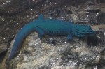 Himmelblauer Zwergtaggecko (Tierpark Hellabrunn)