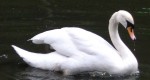 Höckerschwan (Vogelpark Abensberg)