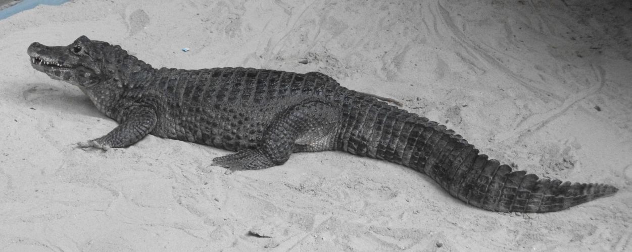 Krokodilkaiman (Aquazoo Schmiding)