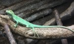 Kronenbasilisk (Zoo Augsburg)
