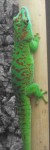 Madagaskar-Taggecko (Tiergarten Straubing)