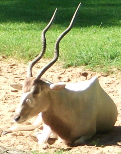Mendesantilope (Tiergarten Nürnberg)