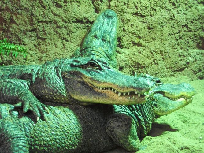 Mississippi-Alligator (Tierpark Hellabrunn)